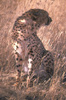 Okakuwejo ghepardi