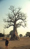 Baobab Senegal